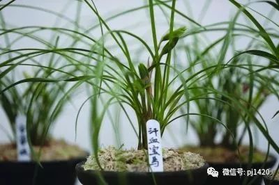 兰花最名贵的品种多少钱一株,最便宜的兰花多少钱一株啊