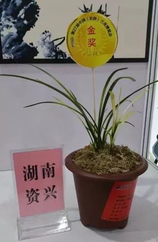 兰花最名贵的品种多少钱一株,最便宜的兰花多少钱一株啊