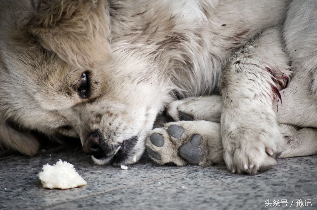 狗年将至，三只狗告诉我什么叫“知心的朋友，暖脚的老狗”
