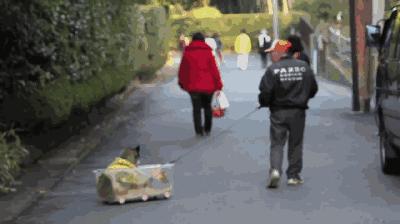 当你的宠物老了病了还能玩耍吗,宠物老了怎么办