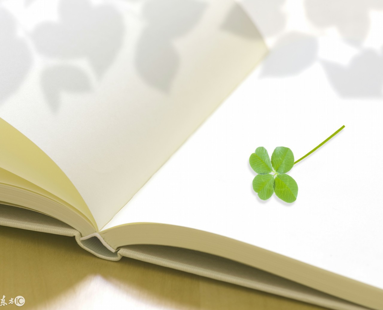 快速学习法英文视频,快速学习法1对1