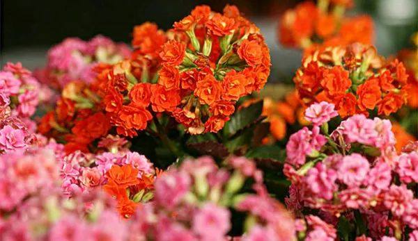 给长辈病人送花送什么花,给长辈送花适合送什么花