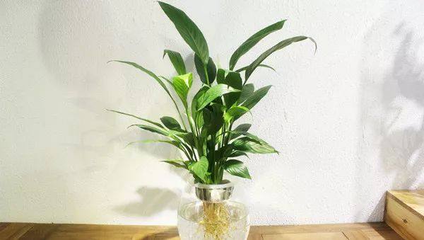 给长辈病人送花送什么花,给长辈送花适合送什么花