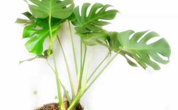 给长辈病人送花送什么花,给长辈送花适合送什么花