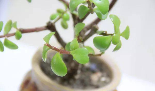 给长辈病人送花送什么花,给长辈送花适合送什么花