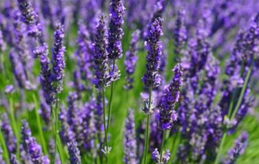 情人节玫瑰价格寓意,情人节送白色和橙色玫瑰花的寓意