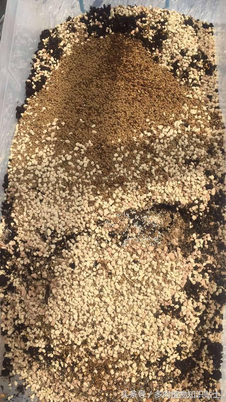 多肉植物用哪种土壤好,多肉植物什么土壤比较好