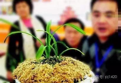 兰花最名贵的品种多少钱一株,最便宜的兰花多少钱一株啊