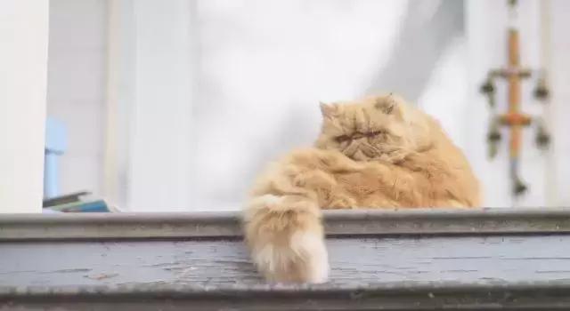 百雀羚认真你就赢了简要分析,百雀羚有什么趋势