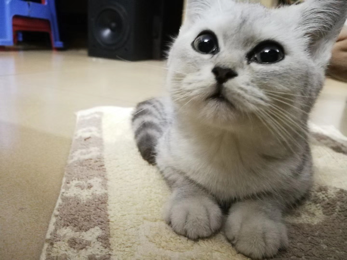 这年头，养只猫咪比养女朋友还要娇气