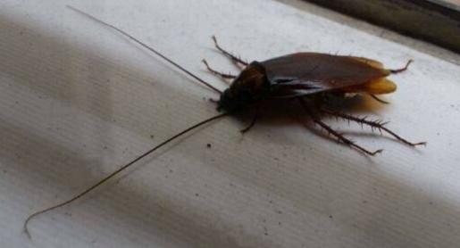 家里的蟑螂越来越多怎么消灭蟑螂,蟑螂最怕什么才能治蟑螂