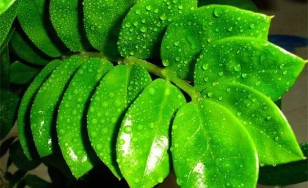 给长辈病人送花送什么花,给长辈送花适合送什么花