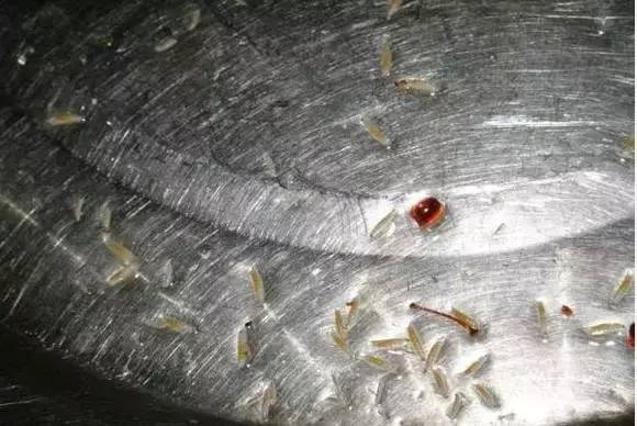 为什么樱桃里会有蛆虫,大樱桃里面吃出蛆虫是真的吗