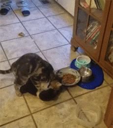 现在的猫都学成精了,这年头连猫都成精了