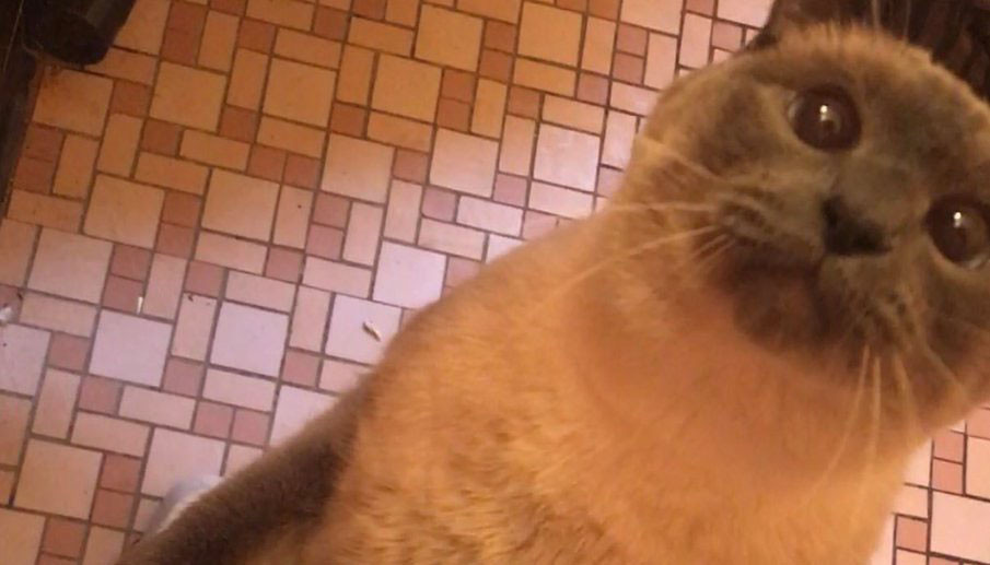 现在的猫都学成精了,这年头连猫都成精了