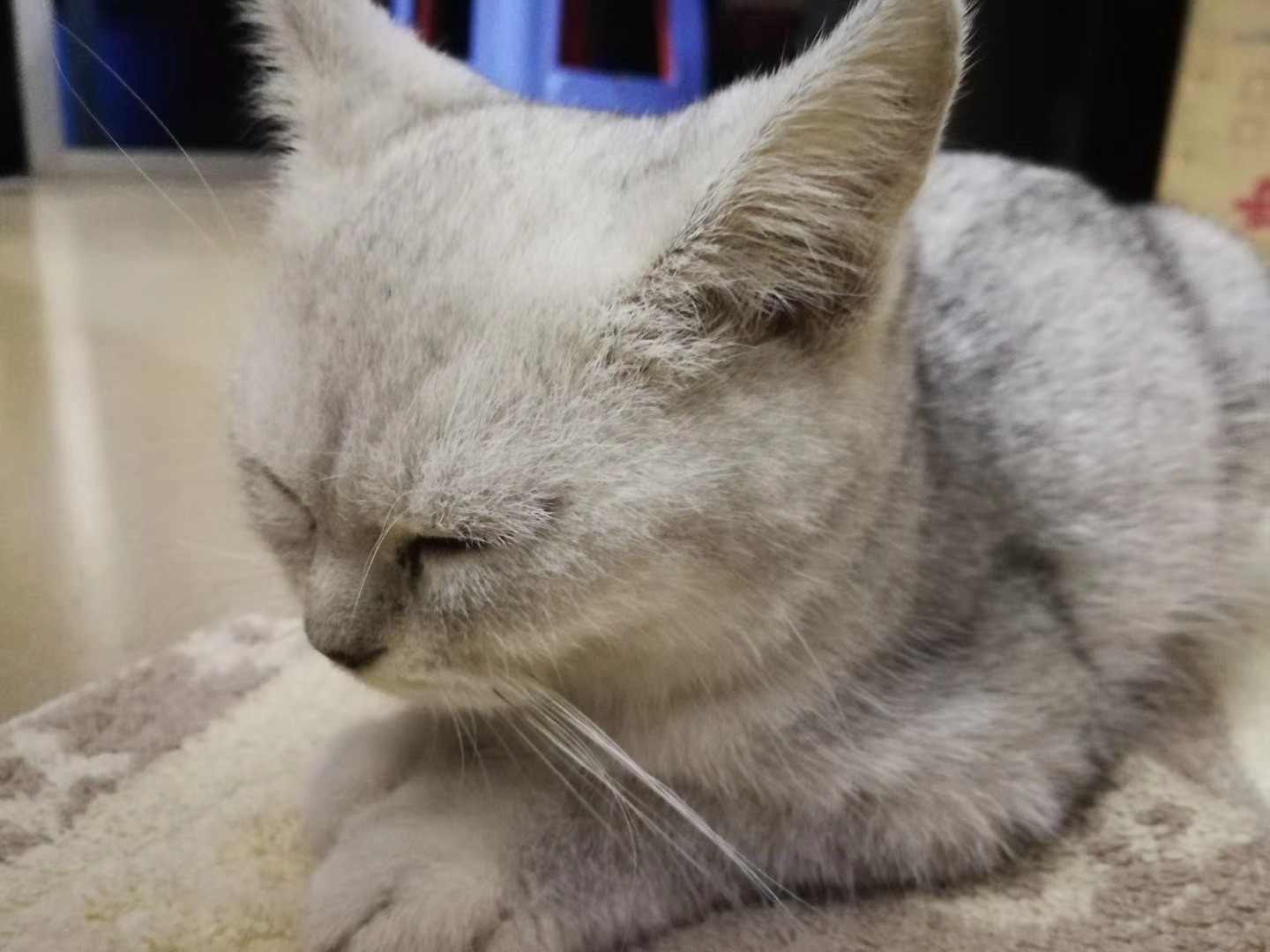 这年头，养只猫咪比养女朋友还要娇气