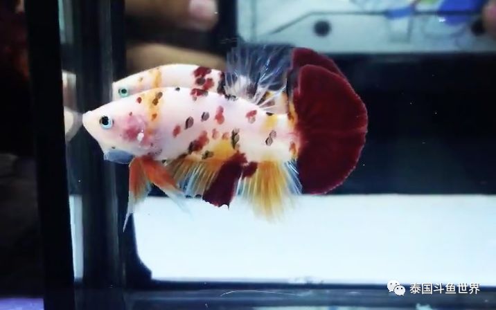 斗鱼拍卖最新消息,超极品泰国斗鱼拍卖
