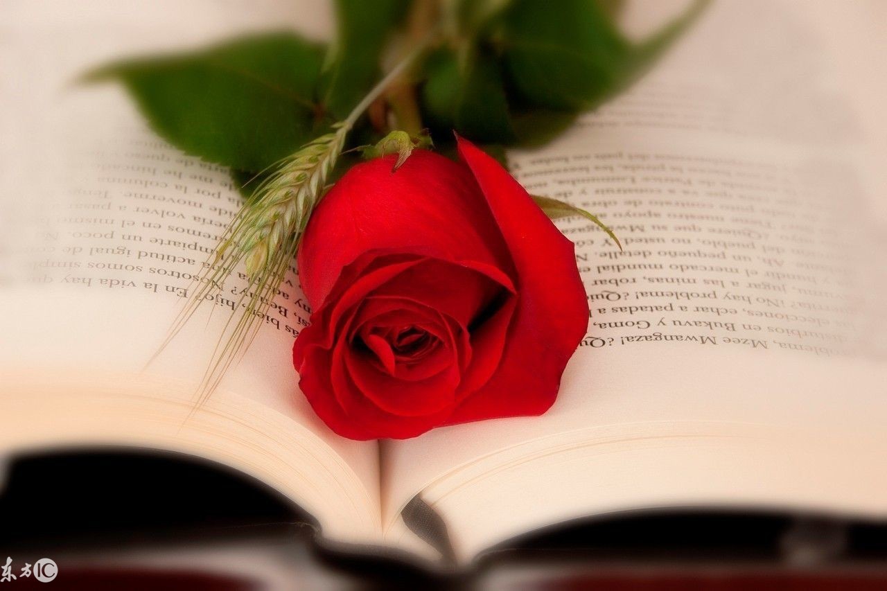 快速学习法英文视频,快速学习法1对1