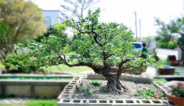 给长辈病人送花送什么花,给长辈送花适合送什么花