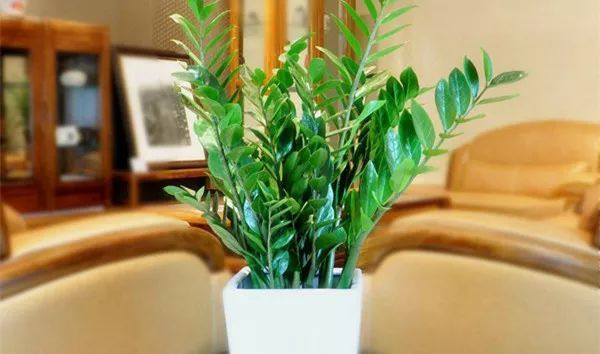 给长辈病人送花送什么花,给长辈送花适合送什么花