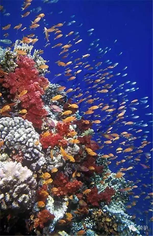 帕劳最新政策消息,帕劳现在怎么样了