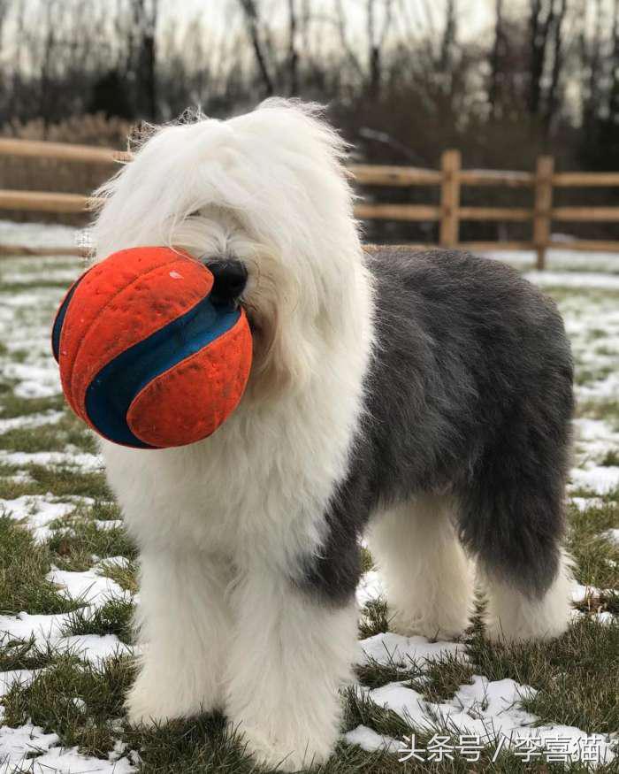 因为代言油漆而闻名世界的英国古代牧羊犬，XXXL号的超大抱抱熊