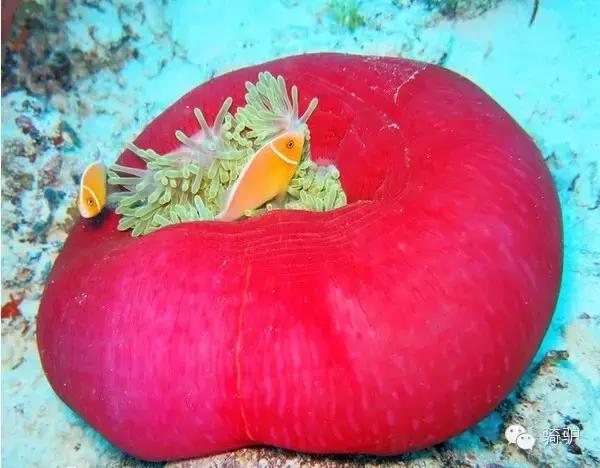 帕劳最新政策消息,帕劳现在怎么样了