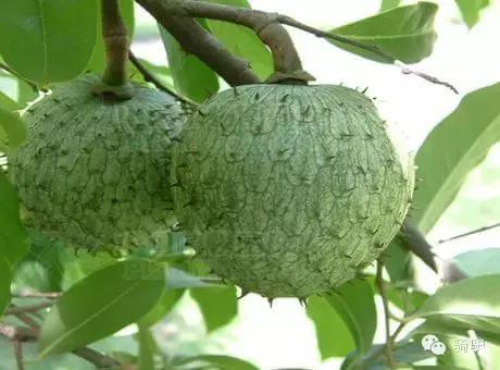 帕劳最新政策消息,帕劳现在怎么样了