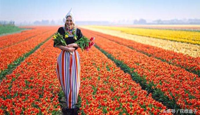 荷兰国花郁金香价格表,荷兰国花郁金香的故事