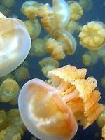 帕劳最新政策消息,帕劳现在怎么样了