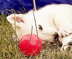 北大校训讲话,北大校训天行健君子自强不息