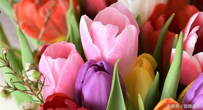 荷兰国花郁金香价格表,荷兰国花郁金香的故事