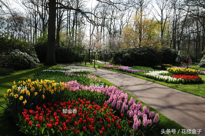 荷兰国花郁金香价格表,荷兰国花郁金香的故事