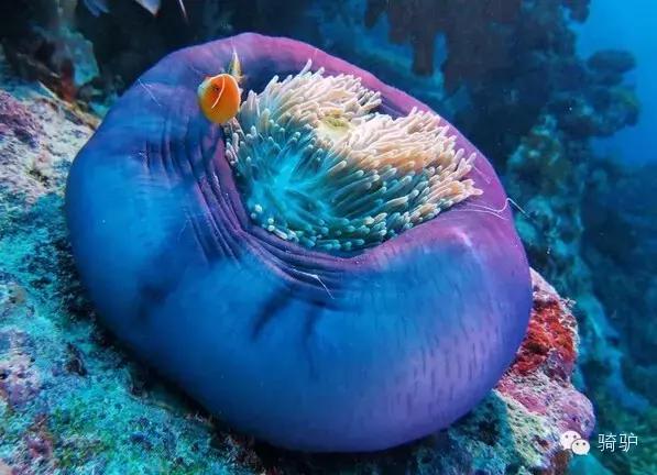 帕劳最新政策消息,帕劳现在怎么样了