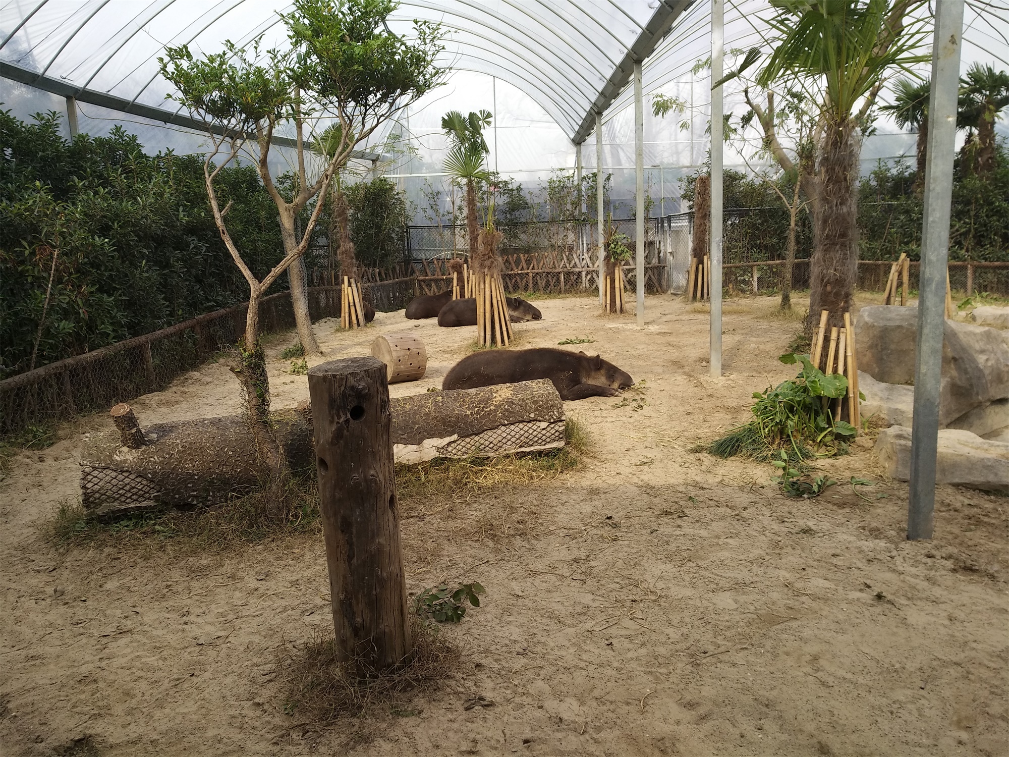 上海野生动物园一日游大概多久,上海野生动物园一日游日记三年级