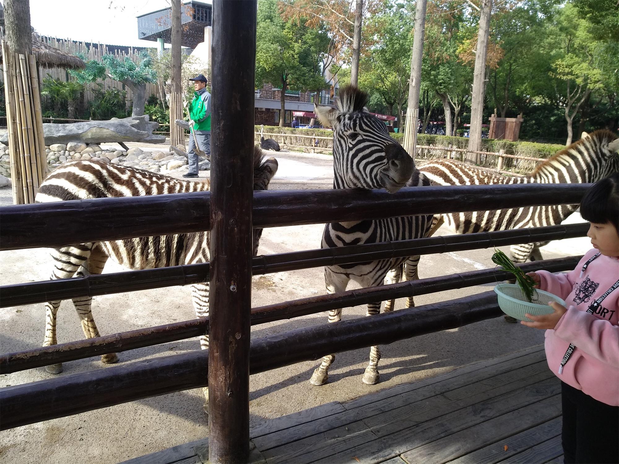 上海野生动物园一日游大概多久,上海野生动物园一日游日记三年级