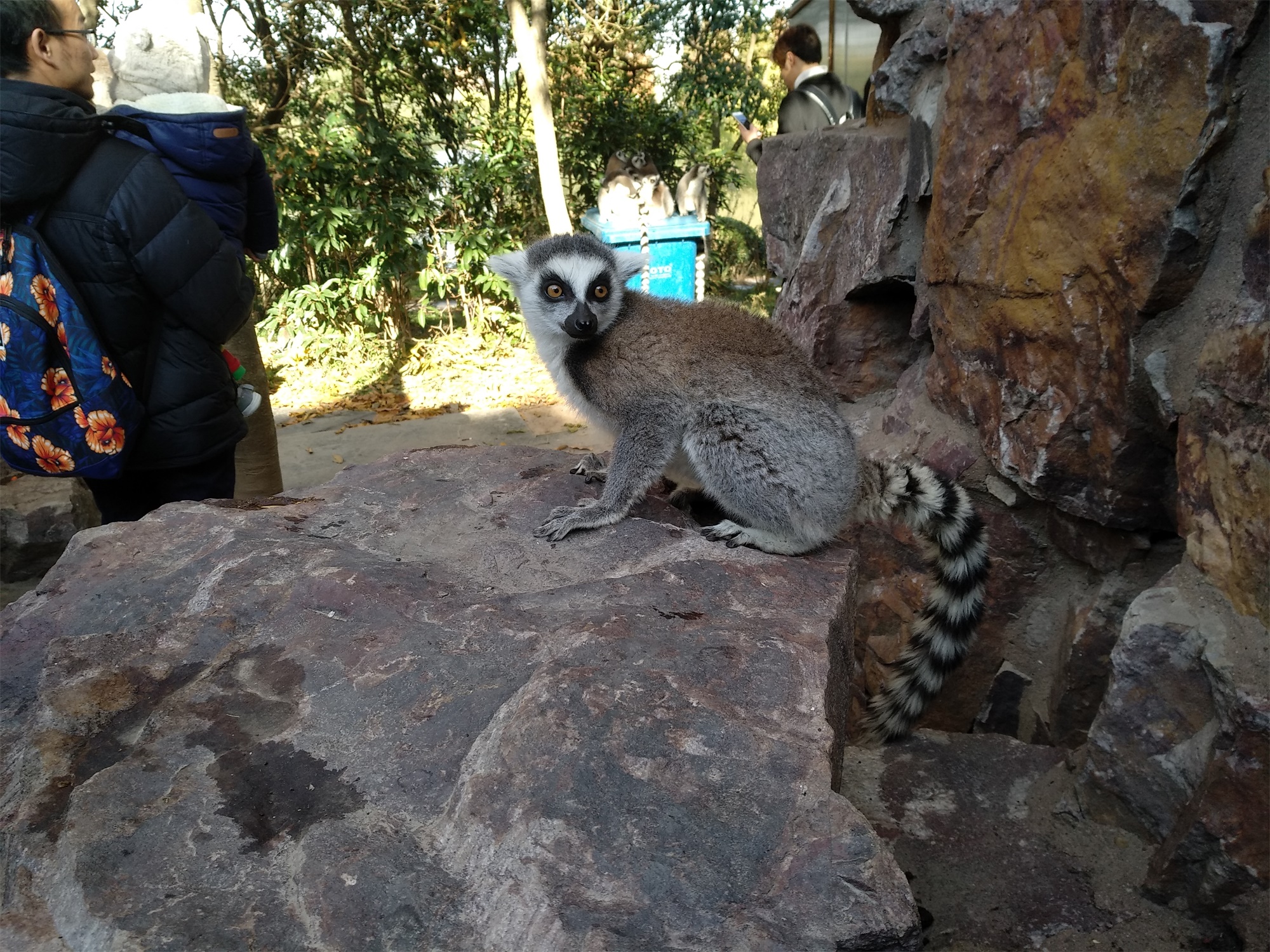上海野生动物园一日游大概多久,上海野生动物园一日游日记三年级