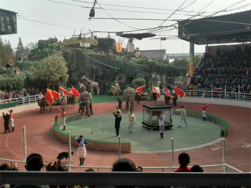 上海野生动物园一日游大概多久,上海野生动物园一日游日记三年级