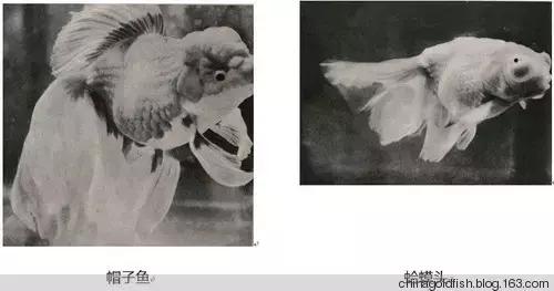 古人夏天如何养鱼,古人养鱼