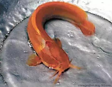 古人夏天如何养鱼,古人养鱼