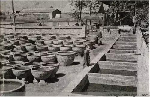 古人夏天如何养鱼,古人养鱼