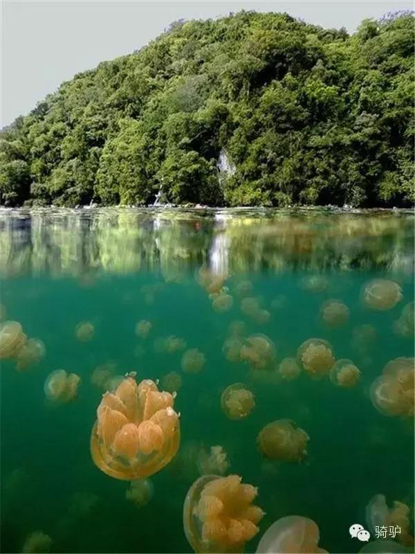 帕劳最新政策消息,帕劳现在怎么样了