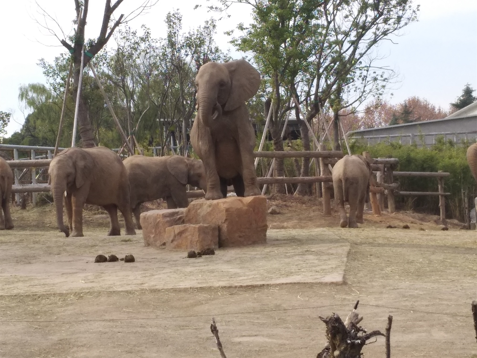 上海野生动物园一日游大概多久,上海野生动物园一日游日记三年级