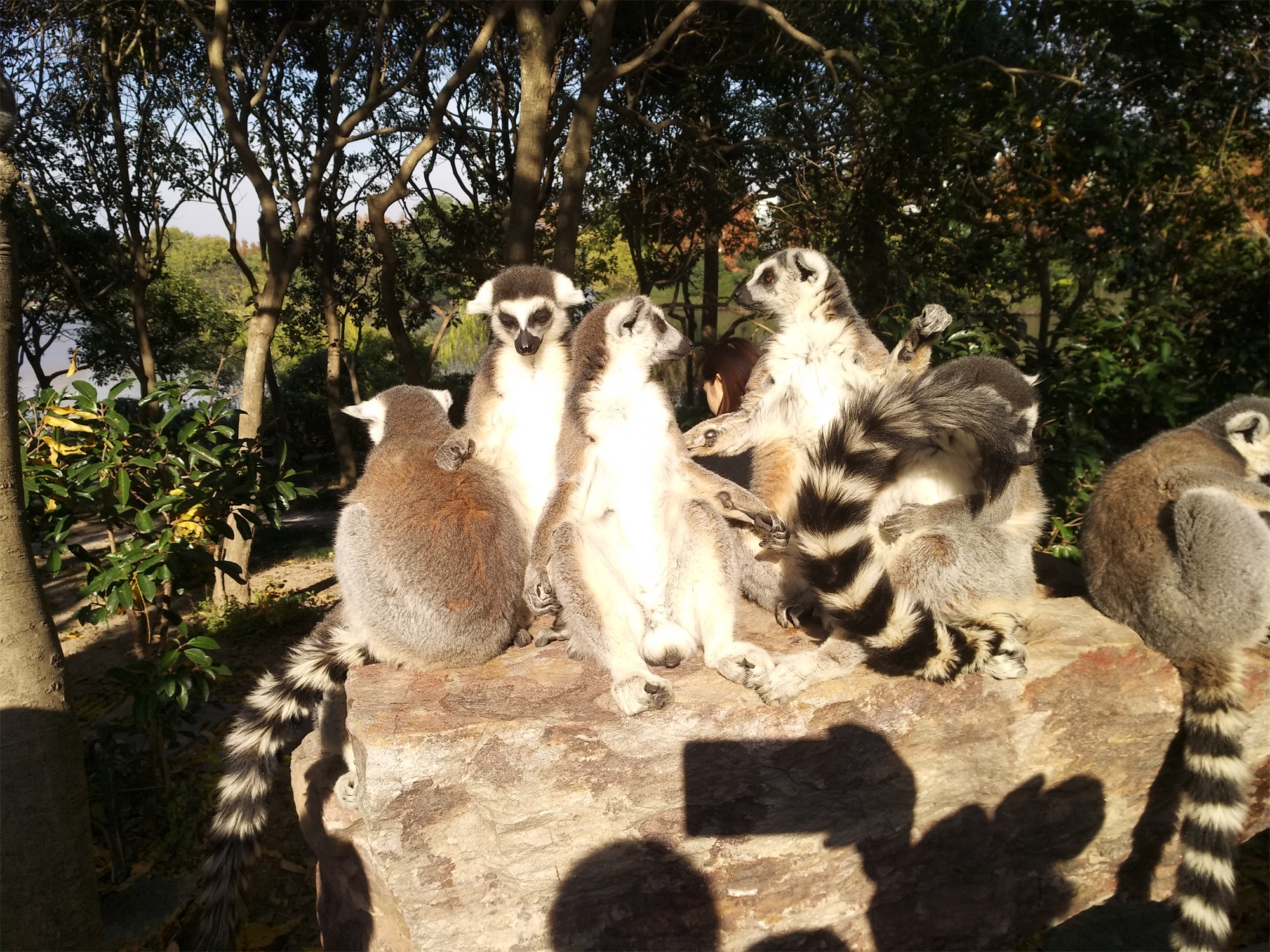 上海野生动物园一日游大概多久,上海野生动物园一日游日记三年级