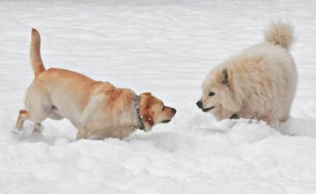 小哈士奇一般卖多少钱一只,哈士奇狗一般卖多少钱一只