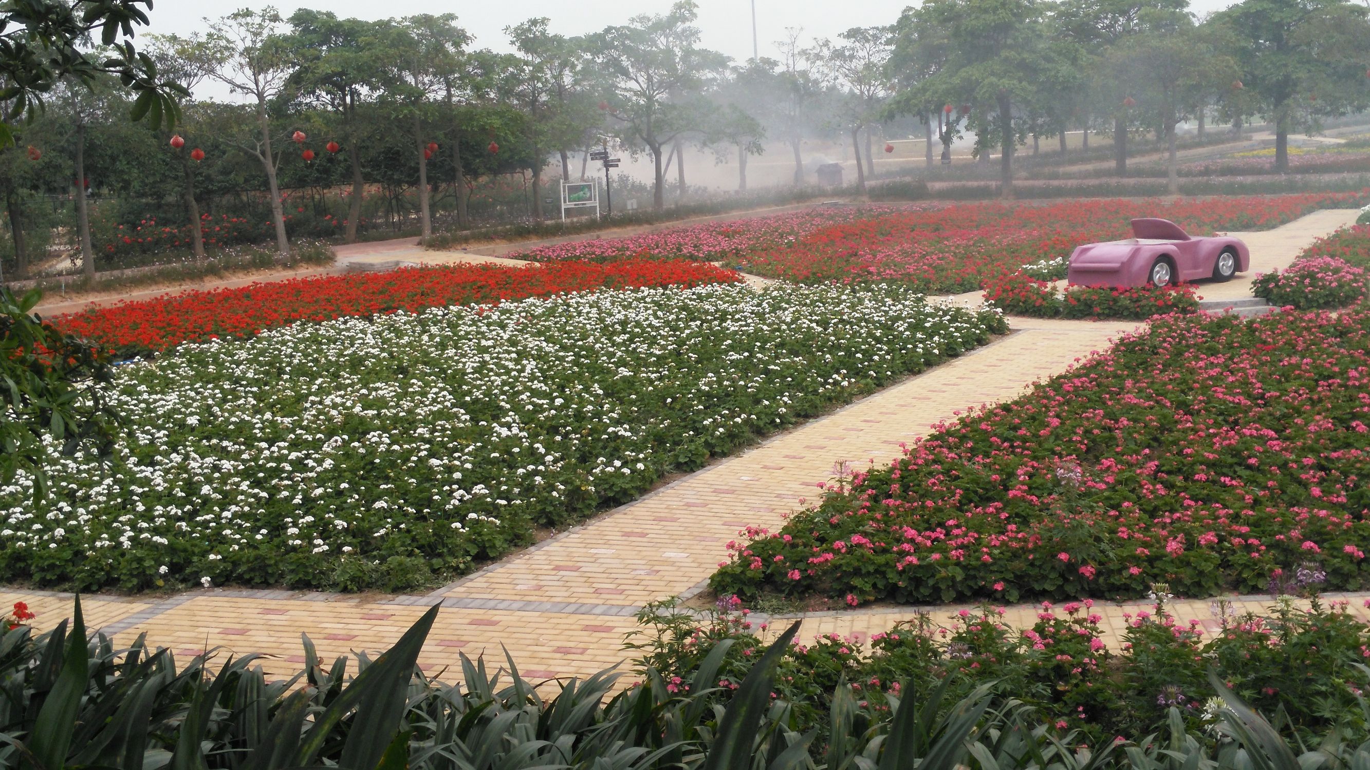 从化宝趣玫瑰世界,广州从化宝趣玫瑰基地