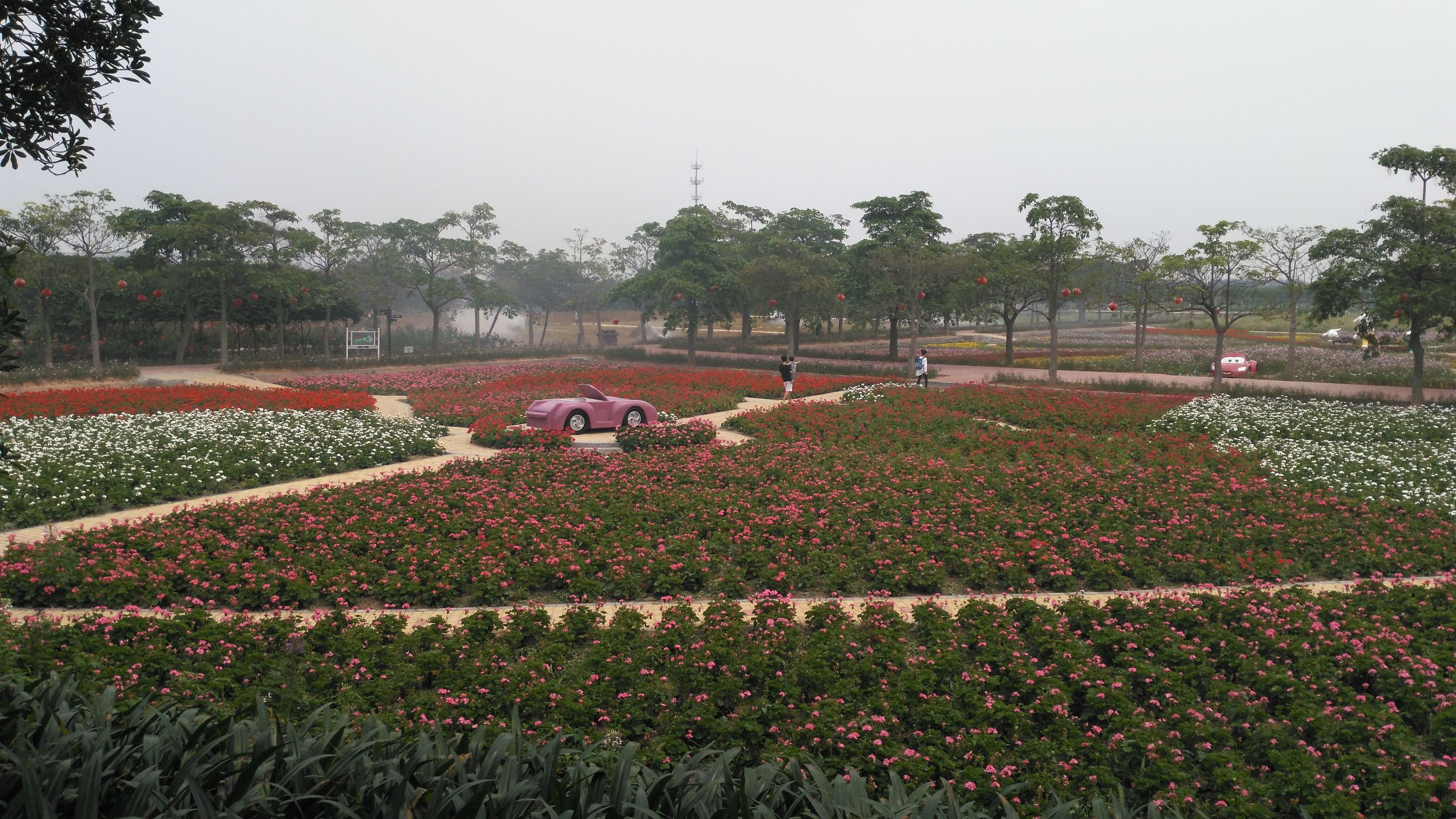 从化宝趣玫瑰世界,广州从化宝趣玫瑰基地