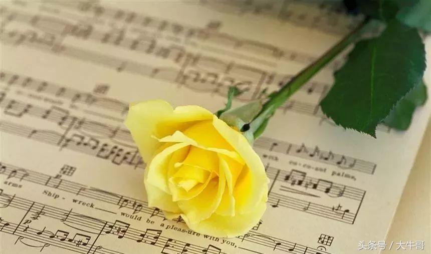 8朵玫瑰花代表什么花语和含义,七种玫瑰花的含义代表什么