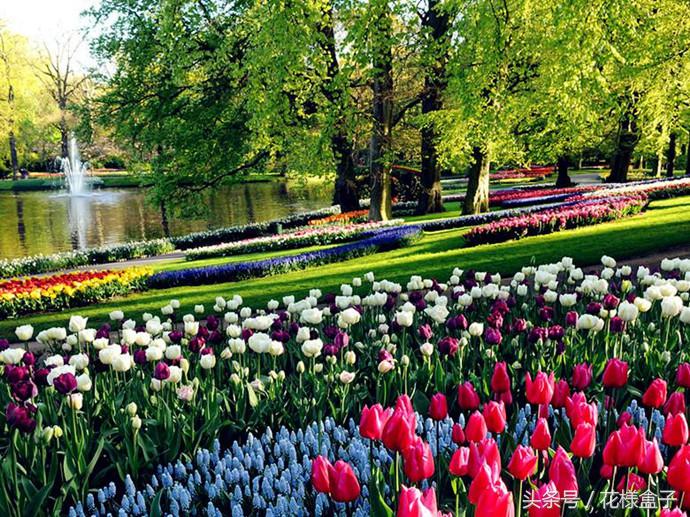荷兰国花郁金香价格表,荷兰国花郁金香的故事