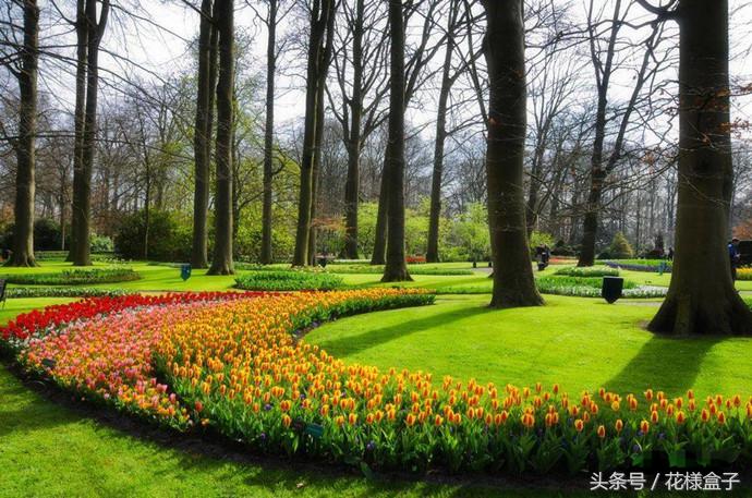 荷兰国花郁金香价格表,荷兰国花郁金香的故事